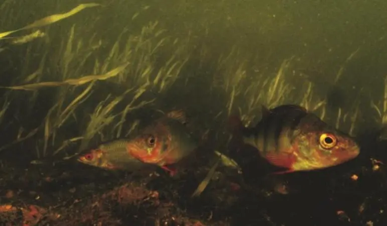 Researchers are working to develop a dipstick test to check for toxic algae