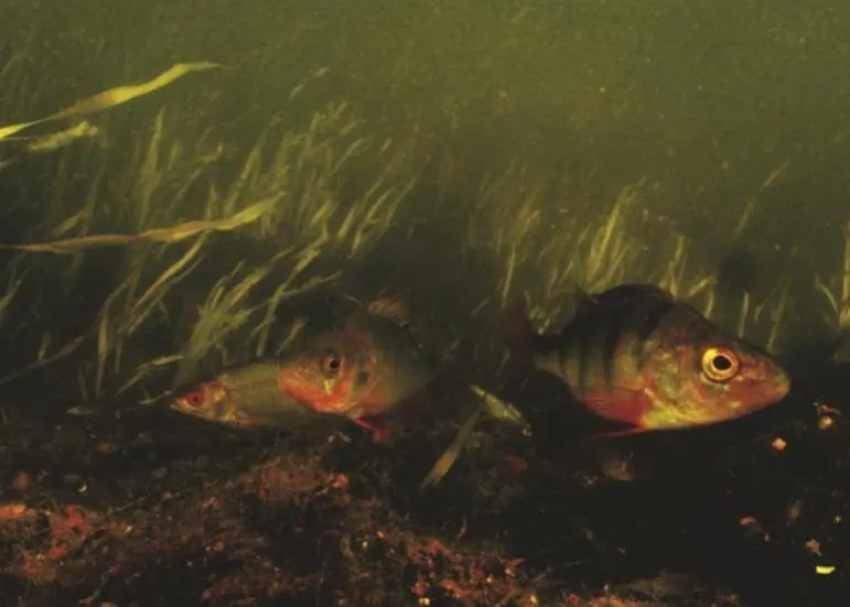 Researchers are working to develop a dipstick test to check for toxic algae