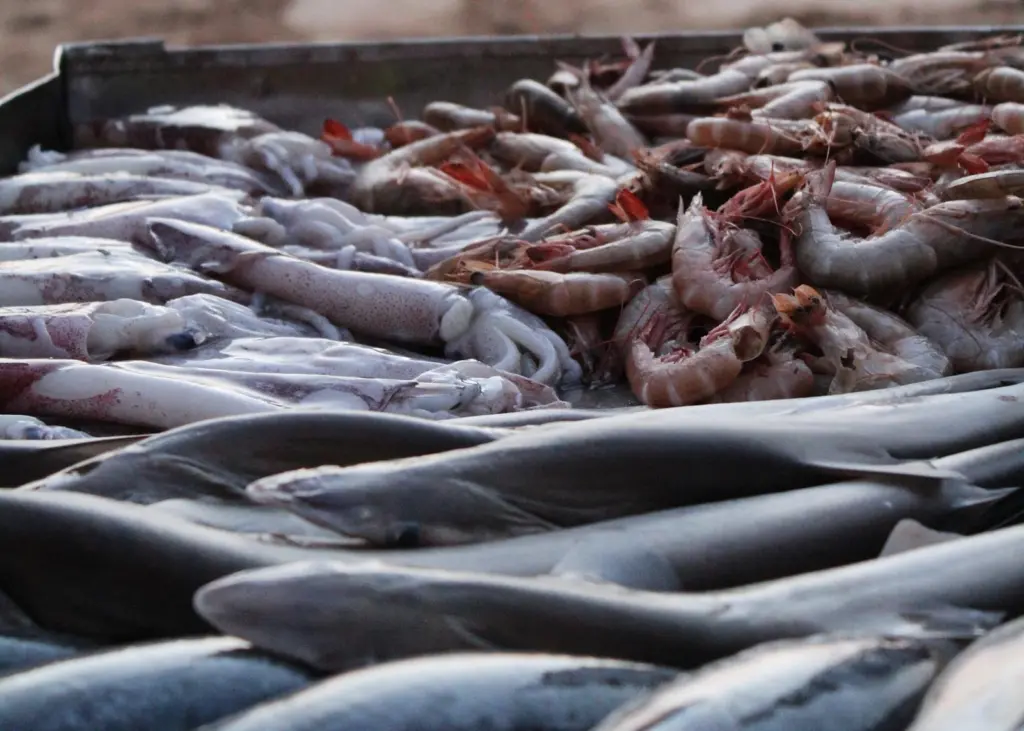 The programme aims to help women understand how seafood can significantly reduce their risk of heart disease. Photo: Jennifer Rose Stankowski