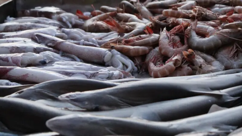The programme aims to help women understand how seafood can significantly reduce their risk of heart disease. Photo: Jennifer Rose Stankowski