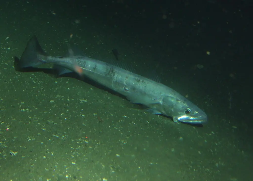 Pacific hake. Credit: NOAA