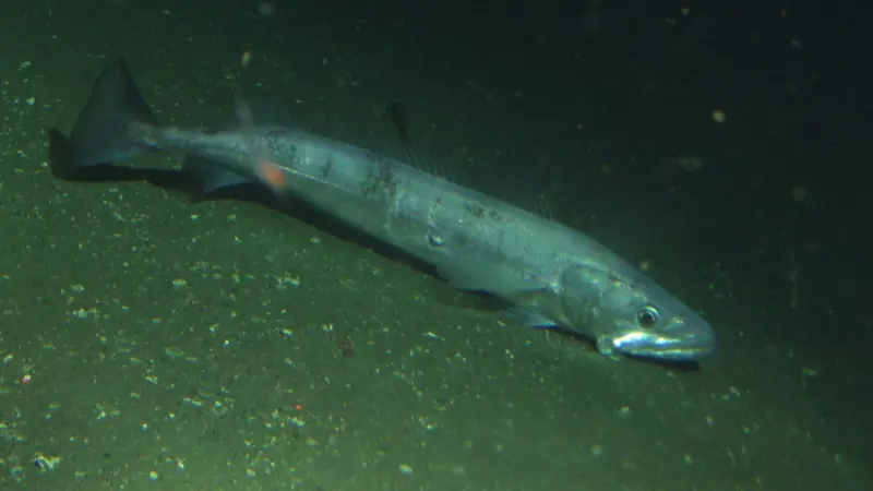 Pacific hake. Credit: NOAA