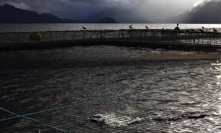 “This research will improve our understanding of how wild and cultured salmon interact in the environment,” said Dr Don Noakes, Dean of Science at Vancouver Island University. Photo courtesy of the BC Salmon Farmers Association