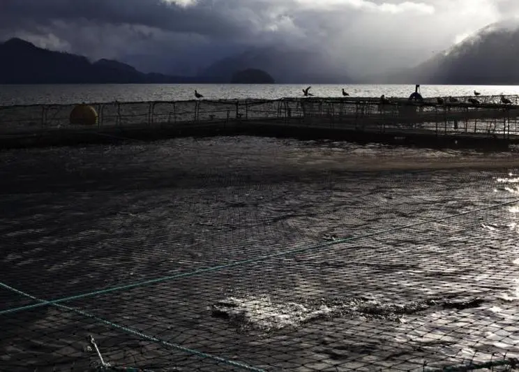 “This research will improve our understanding of how wild and cultured salmon interact in the environment,” said Dr Don Noakes, Dean of Science at Vancouver Island University. Photo courtesy of the BC Salmon Farmers Association