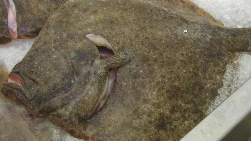 The EC has proposed a cut to the annual EU quota for turbot in the Black Sea by 15% in 2015