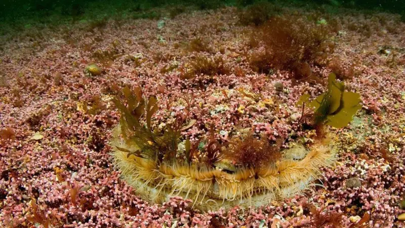 Maerl is known as one of Scotland's hidden treasures. Photo: Paul Naylor