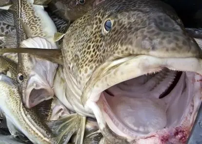 The arrangement sees a 5% increase in the North Sea catch limit for cod