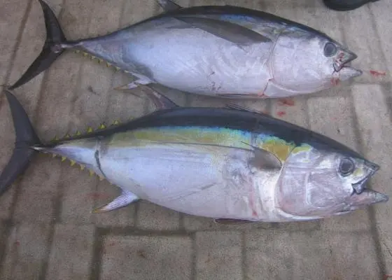 Greenpeace says that the industry must start working to protect fish stocks and developing their business in a sustainable way. Credit: NOAA