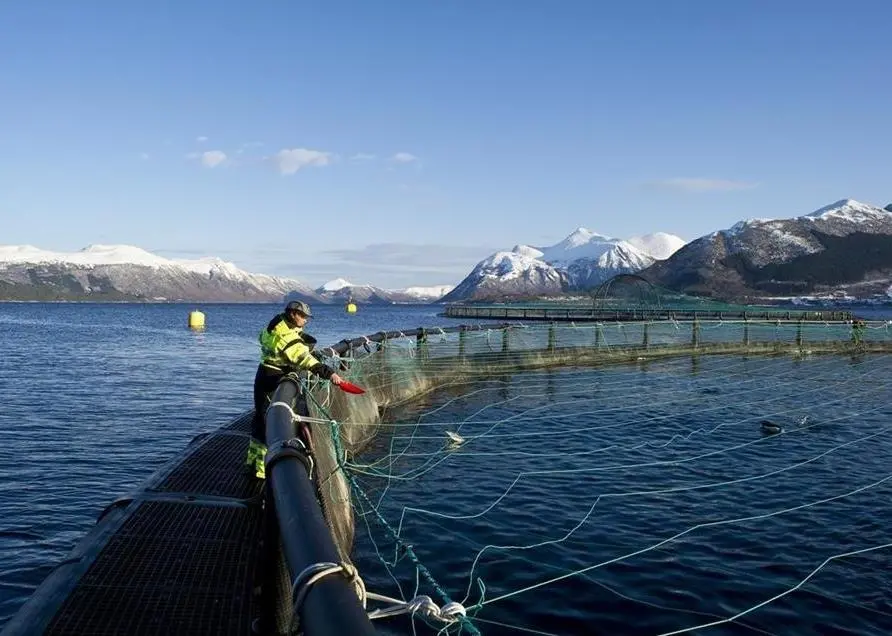 Just two years after it started, the ASC now has 116 certified farms in its programme. Photo: Marine Harvest/ASA