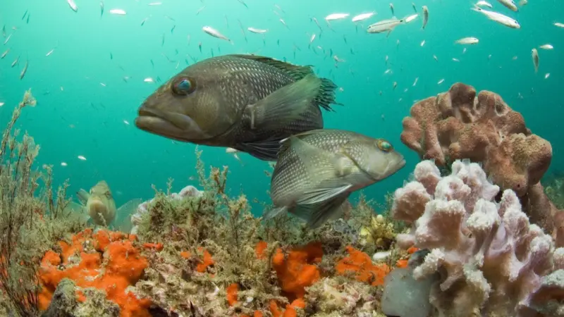 The Black Sea Bass is one of the species on the move to find cooler waters Photo: NOAA