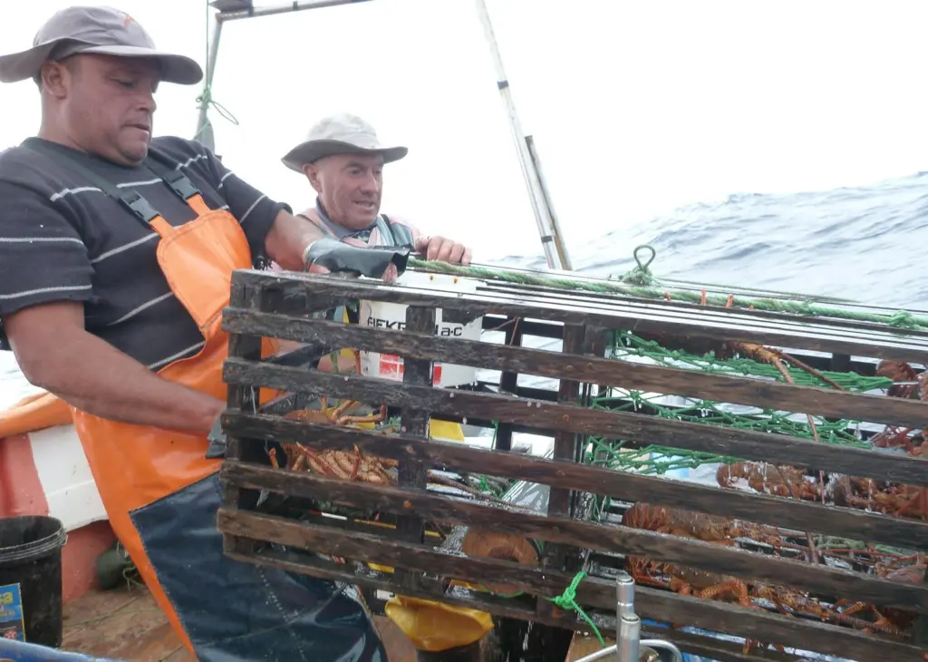 By meeting the MSC standard, the fishery is helping to ensure future supplies of lobster for the 800 inhabitants of the islands © Pablo Manriquez