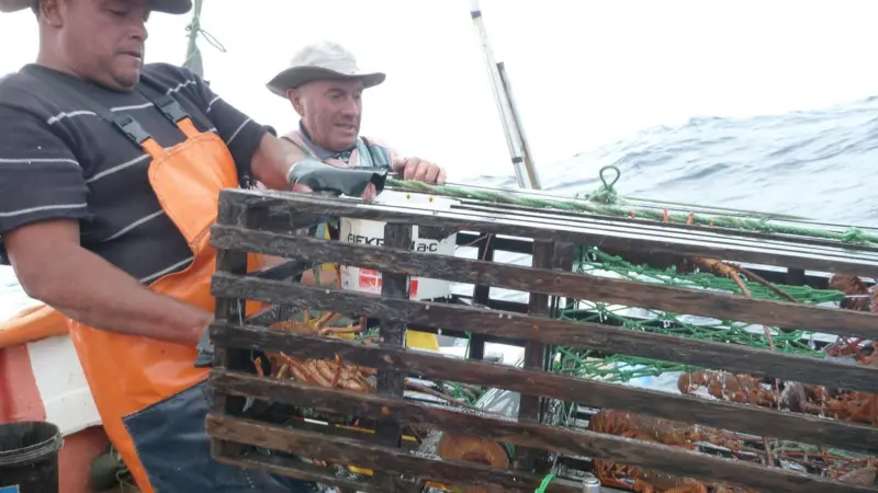 By meeting the MSC standard, the fishery is helping to ensure future supplies of lobster for the 800 inhabitants of the islands © Pablo Manriquez