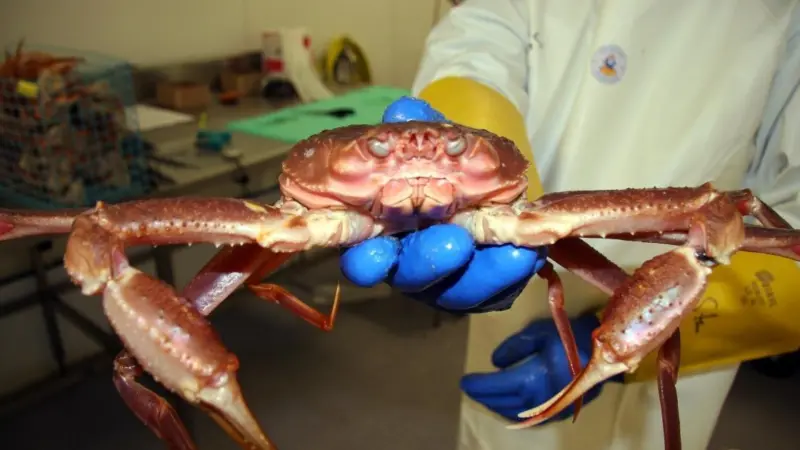 Nofima’s aim is to investigate shelf life and quality of snow crabs