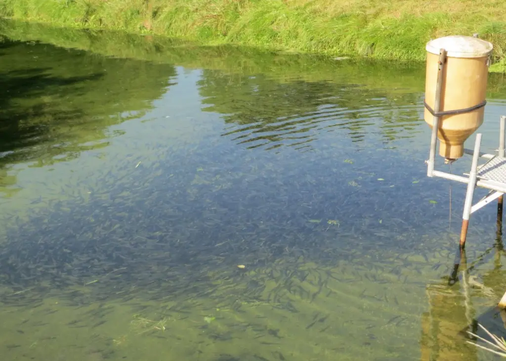 The RobustFish project is focusing on making organic trout fry more robust in order to prevent disease
