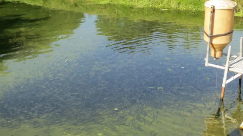 The RobustFish project is focusing on making organic trout fry more robust in order to prevent disease