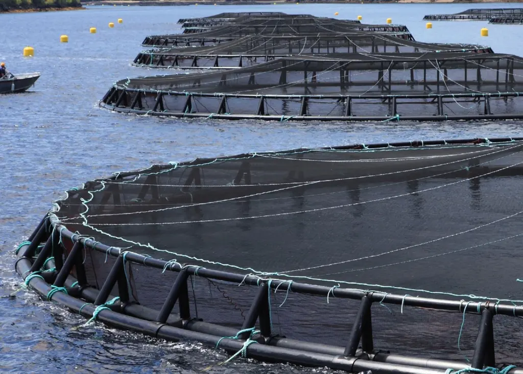 Salmonid site in Fortune Bay. Credit: Department of Fisheries and Aquaculture