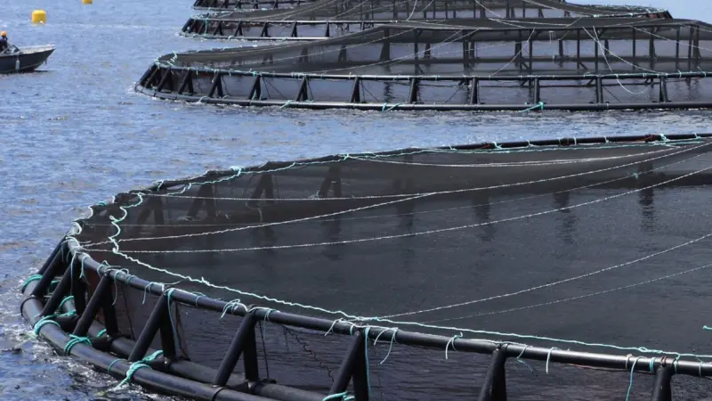 Salmonid site in Fortune Bay. Credit: Department of Fisheries and Aquaculture