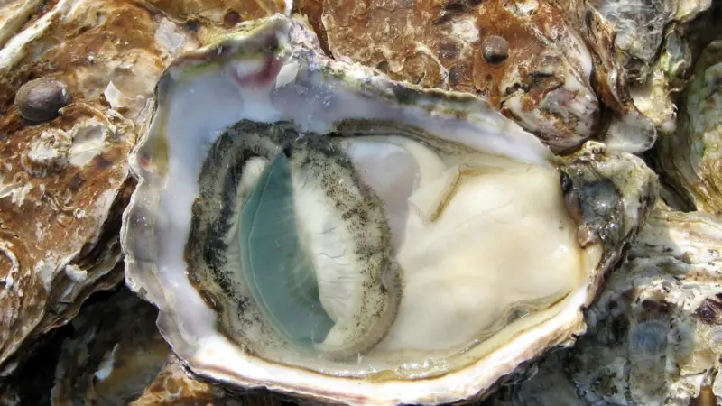 Jervis Bay’s long history of aquaculture which began in the 1930’s with oysters Photo: Wiki/Chris 73
