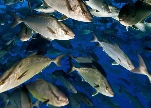 The Seriola and Cobia Standard has been handed over to the ASC. © Blue Ocean Mariculture, Kailua-Kona,  Hawaii