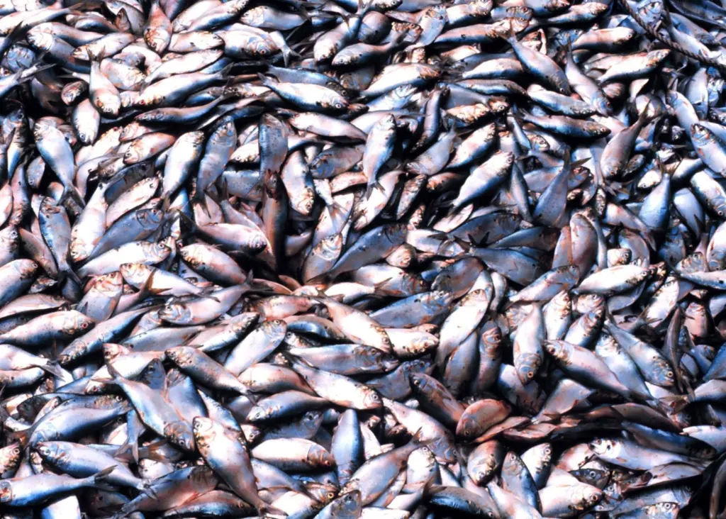 The menhaden fishery is apparently having less of an impact on stocks today than at any point in its modern history