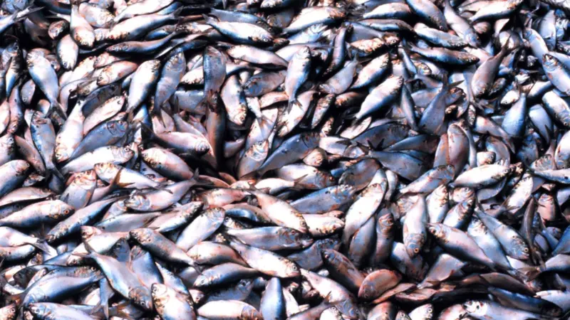 The menhaden fishery is apparently having less of an impact on stocks today than at any point in its modern history