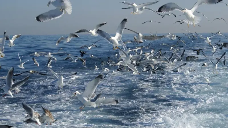 The European Seabird Task Force is being launched to tackle the problem of accidental seabird bycatch. Credit: Sarah Lelong/Marine Photobank