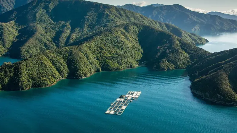 Ora King is raised by The New Zealand King Salmon Company in the South Island’s Marlborough Sounds