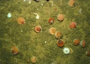 Acidifying waters make it more difficult for creatures with calcium carbonate shells or skeletons to grow and survive Credit: NOAA