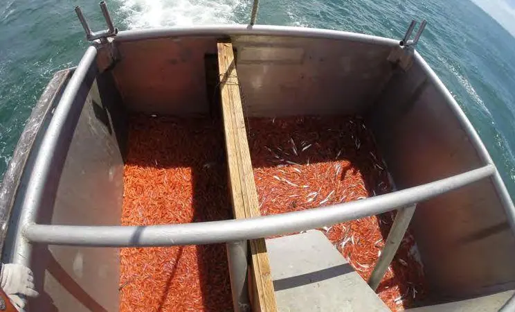 Photo of the divided hopper viewed from above with a typical catch from a tow during the study. Ten green lights on the fishing line were used on the starboard net (left side of hopper). No lights were used on the port side (right side of hopper...