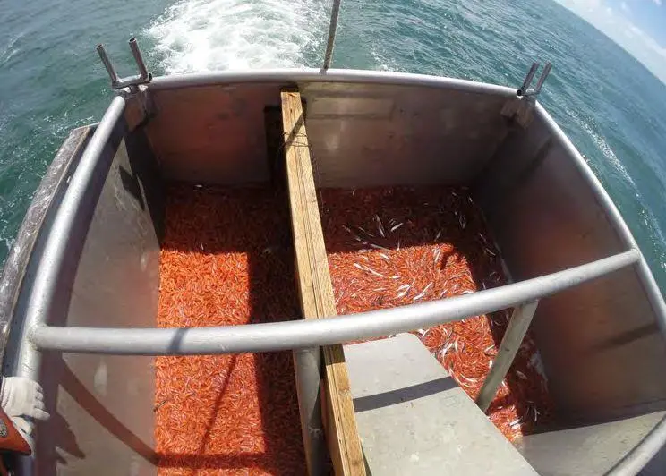 Photo of the divided hopper viewed from above with a typical catch from a tow during the study. Ten green lights on the fishing line were used on the starboard net (left side of hopper). No lights were used on the port side (right side of hopper...