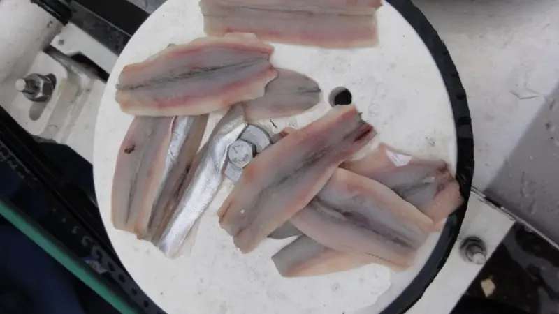 Fillets of block frozen and defrosted capelin about 60 fish per kilo