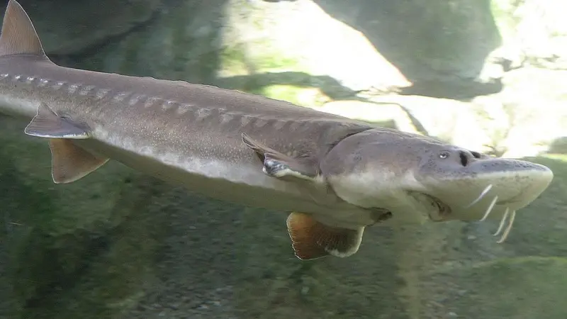 =Agroittica Lombarda is doing its bit to help preserve wild stocks of sturgeon Photo: Wiki/Cacophony CC BY 2.5