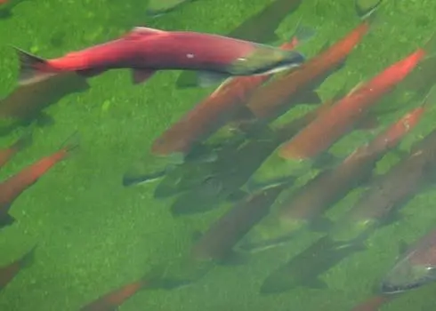 Mature Sockeye salmon in the Fraser watershed. Credit: Shane Kalyn