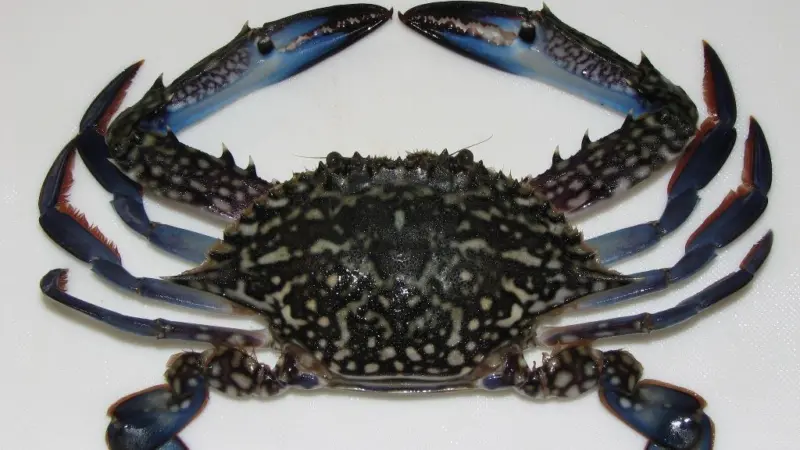 Blue swimmer crab. Credit: Self/CC BY-SA 3.0 via Wikimedia Commons