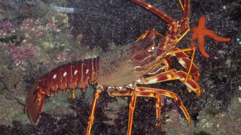 One of the presentation will discuss the viability of commercial culture of European spiny lobsters. Credit: Georges Jansoone (JoJan)/CC BY 3.0 via Wikimedia Commons