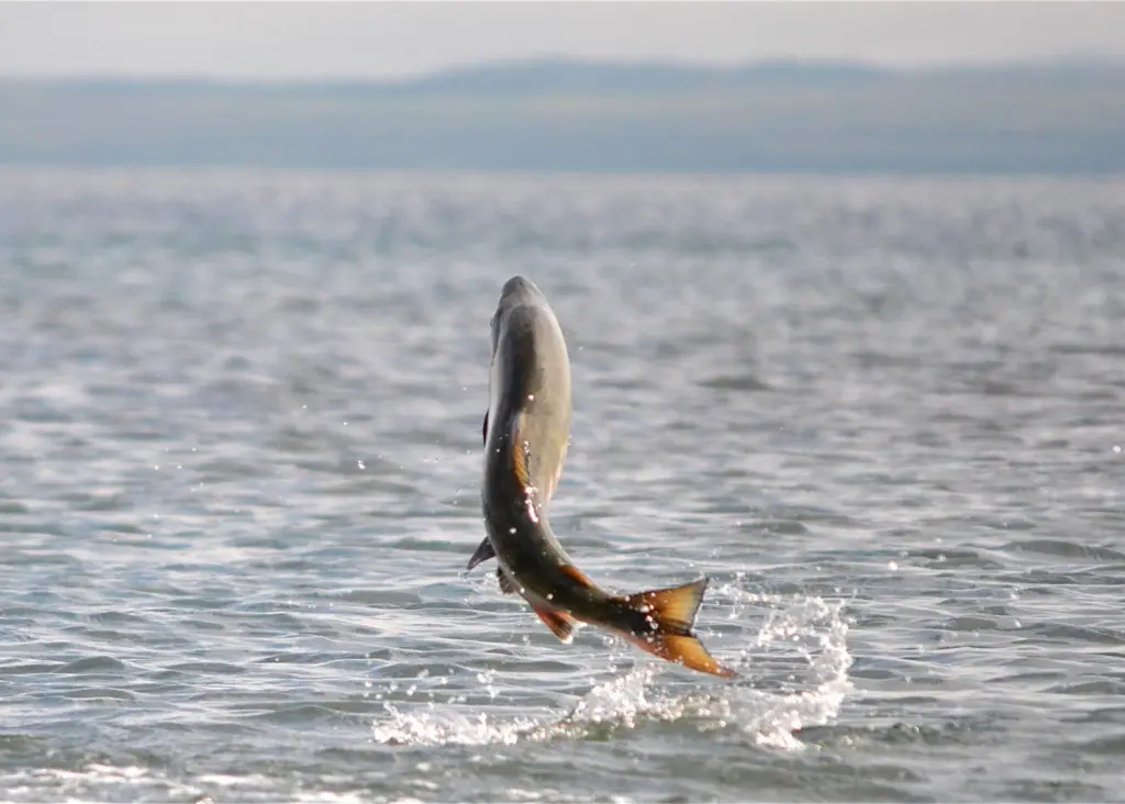 Stocks of stocks of chum salmon, pink salmon and coho salmon will be assessed. Credit: U.S. Fish and Wildlife Service Headquarters/CC BY 2.0, via Wikimedia Commons