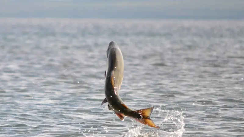 Stocks of stocks of chum salmon, pink salmon and coho salmon will be assessed. Credit: U.S. Fish and Wildlife Service Headquarters/CC BY 2.0, via Wikimedia Commons