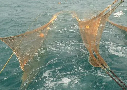 A new shrimp trawling system has been designed in Mexico. Credit: SAGARPA