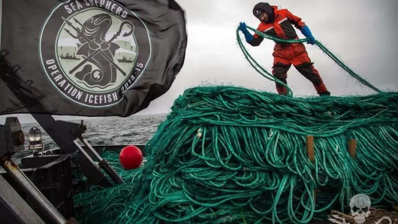 Crew of the ‘Sam Simon’ hauled 72 kilometres of illegal gillnet abandoned by the ‘Thunder’ in Antarctic waters. Credit: Giacomo Giorgi