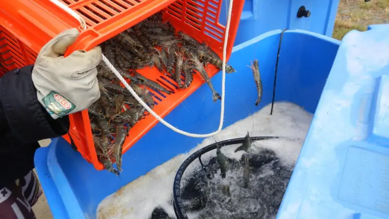 The Polybridge research project is testing the concept of fully recirculating pond water from intensive prawn culture ponds Photo: Queensland Department of Agriculture and Fisheries