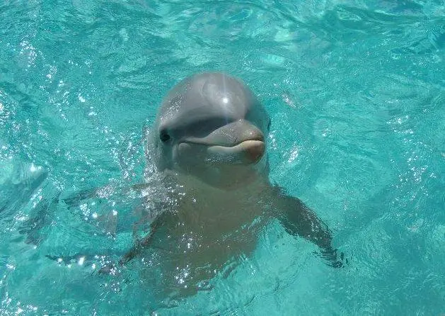 Companies certified by Friend of the Sea must also be certified Dolphin-Safe by the Earth Island Institute. © Annabel Smithers