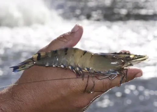 Black tiger prawn. Credit: Agnes Le Port