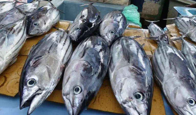 Solomon Islands fish market. Credit: Professor Johann Bell