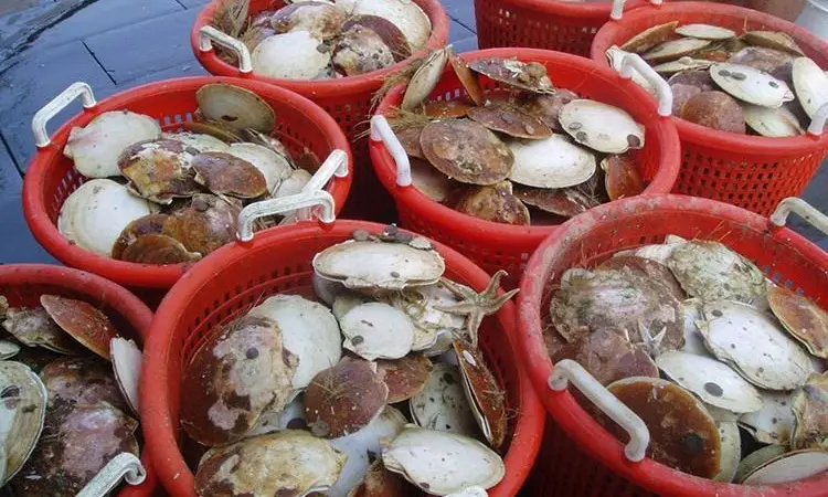 The programme is designed to help bring the US$559m United States sea scallop fishery back from the brink of collapse. Photo: NEFSC/NOAA
