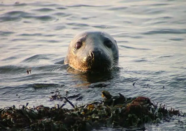 The study found that seals are eating up more than 40% of the total cod stock