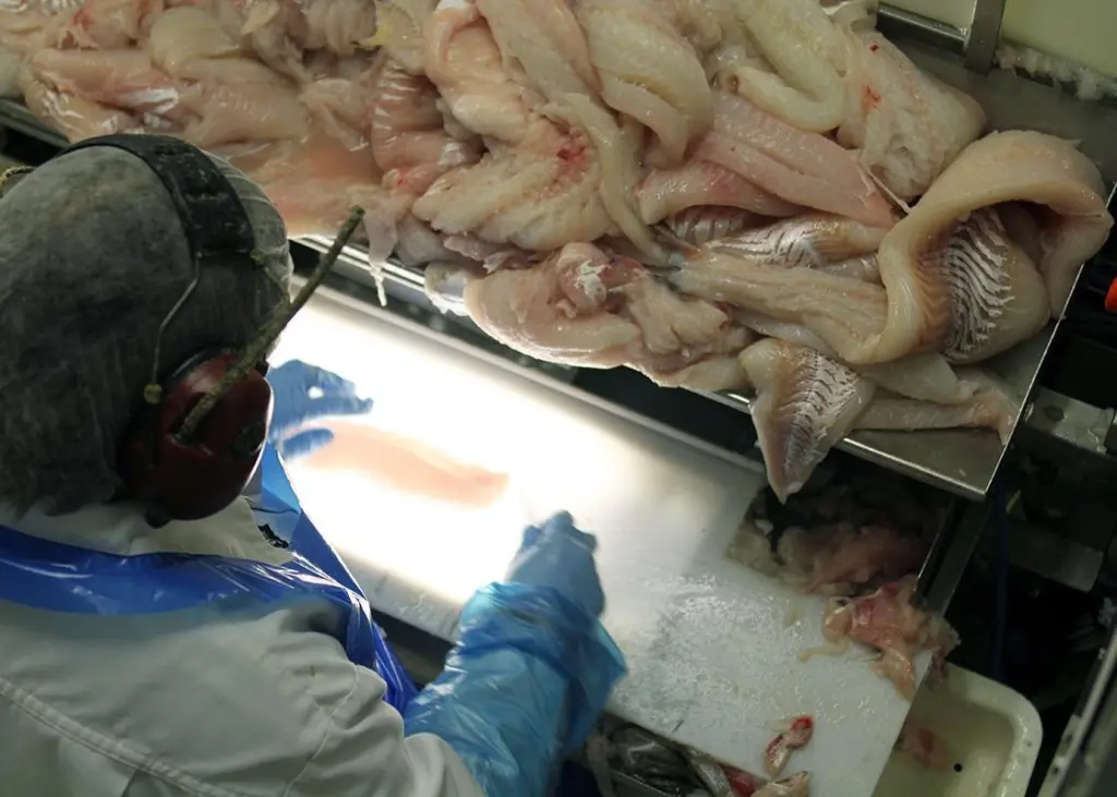 Researchers say cod catches should be smaller to preserve quality. Photo: Sjurdur Joensen/Nofima