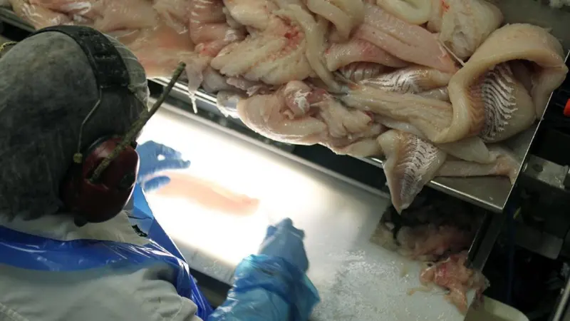 Researchers say cod catches should be smaller to preserve quality. Photo: Sjurdur Joensen/Nofima