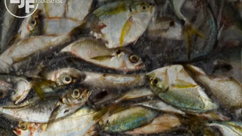 Oman has closed its ports to vessels suspected of engaging in IUU fishing in Somalia. Credit: Environmental Justice Foundation