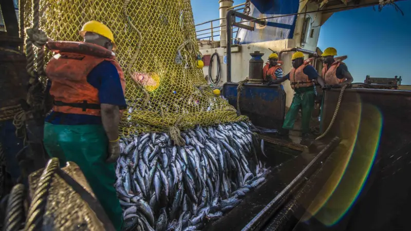 The trawl hake fishery is now said to be South Africa’s most important commercial fishery. Photo: Marine Stewardship Council