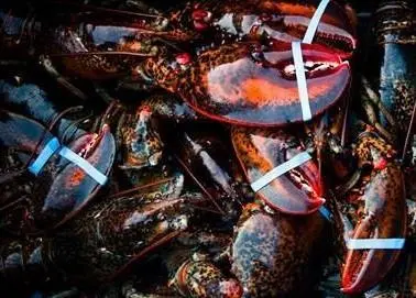 Lobster harvested from The Bay of Fundy, Scotian Shelf and Southern